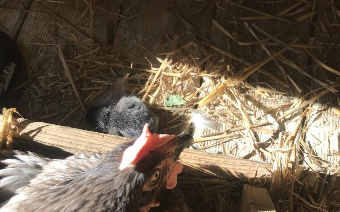 Rétrospective semaine du 11 juillet