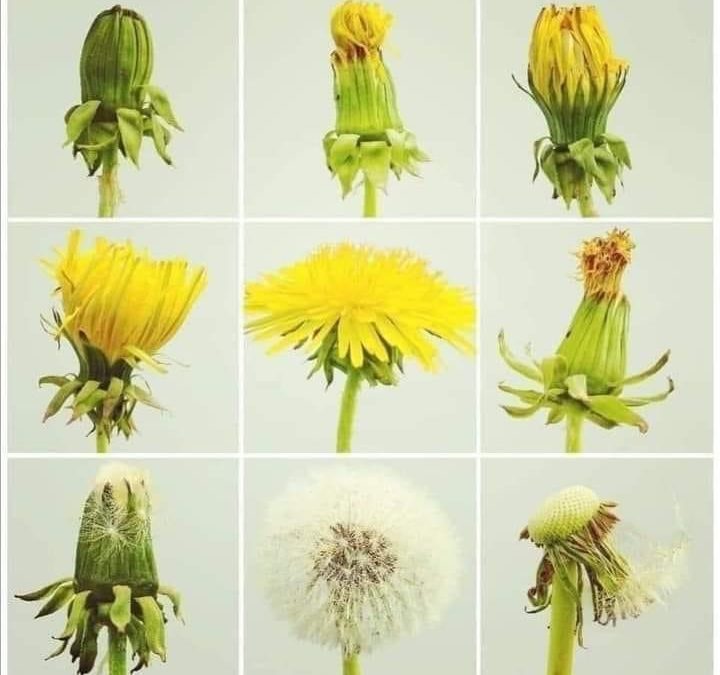 Le pissenlit dans tout ses états